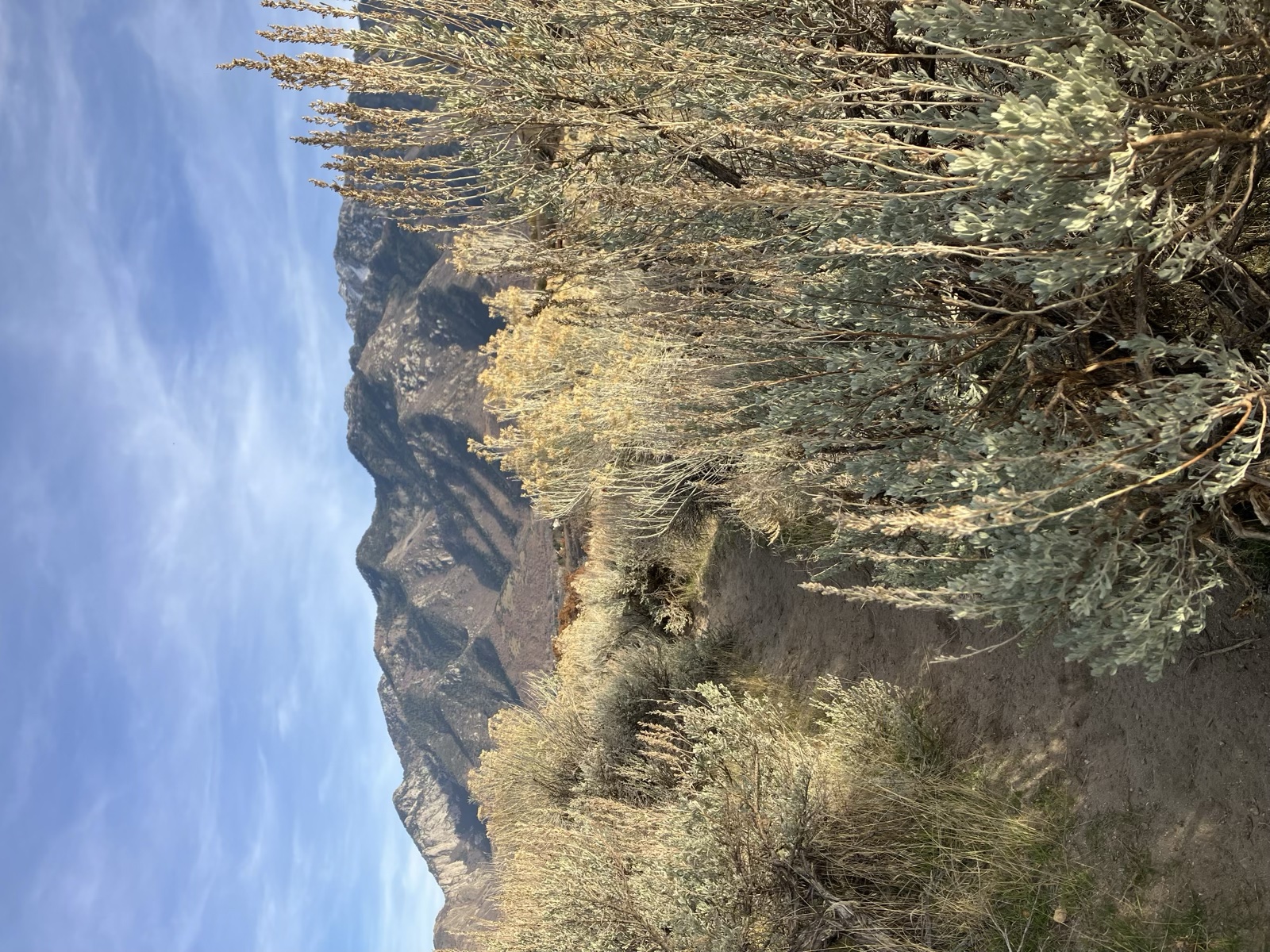Orange grass in front of mountains