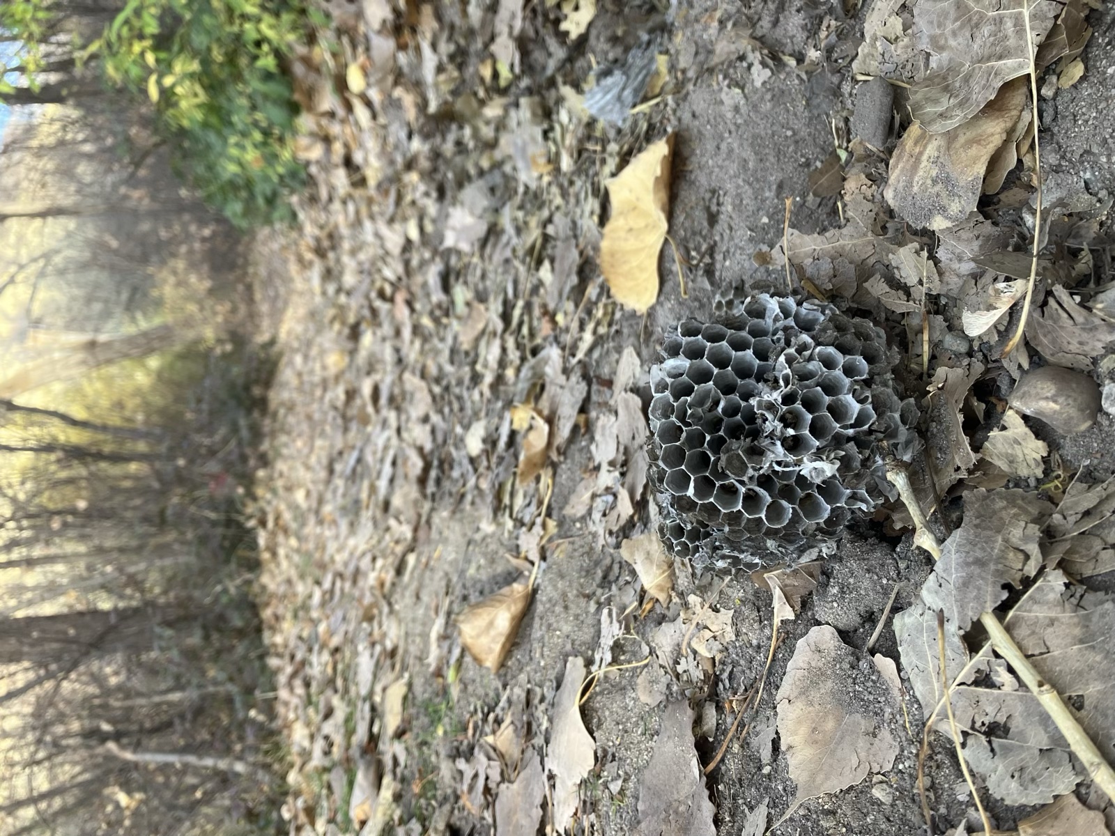 A fallen bee honeycomb on a trail